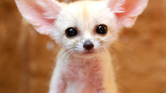 Animals fennec fox