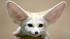 Animals fennec fox