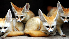Animals fennec fox