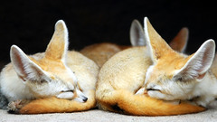 Animals fennec fox