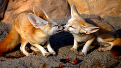 Animals fennec fox