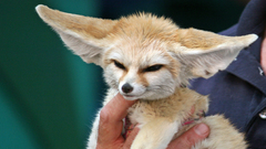 Animals fennec fox
