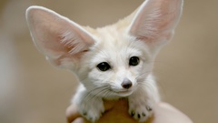 Animals fennec fox