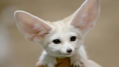 Animals fennec fox