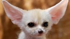 Animals fennec fox