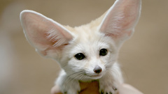 Animals fennec fox foxes