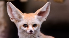 Animals fennec fox foxes