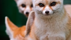 Animals fennec fox wildlife foxes