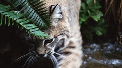 Animals Ferns bobcats