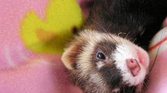 Animals ferret ferrets