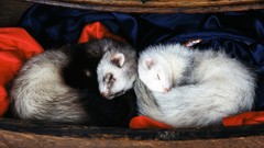 Animals ferret ferrets