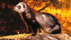 Animals ferrets