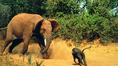 Animals fight elephants monkeys