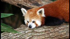 Animals firefox red pandas