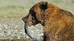 Animals fish Bears eating salmon baby animals