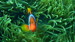 Animals fish clownfish sea