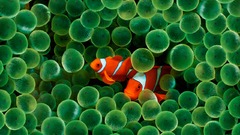 Animals fish clownfish sea