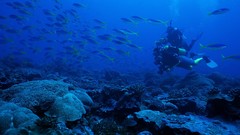 Animals fish diver coral exploration scuba diving