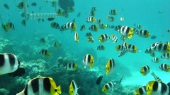 Animals fish diving underwater