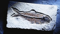 Animals fish fossil