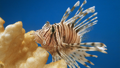 Animals fish lionfish ocean
