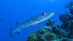 Animals fish pike lydeka