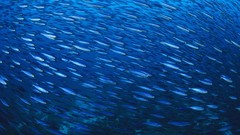 Animals fish school bonaire