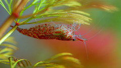 Animals fish shrimps