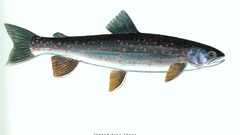 Animals fish trout