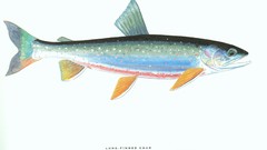 Animals fish trout