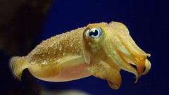 Animals fish underwater cuttlefish sealife