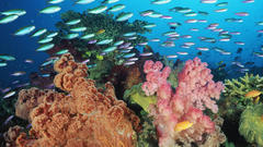 Animals fish underwater sealife