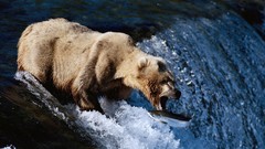Animals fishing Bears waterfalls salmon