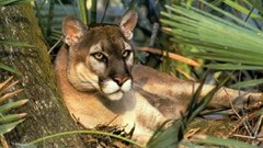 Animals Florida cougars