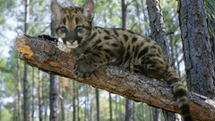 Animals Florida Lions baby animals mountain lions