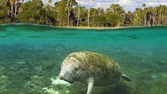 Animals Florida manatee split-view Crystal River