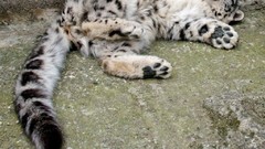 Animals fluffy snow leopards feline irbis
