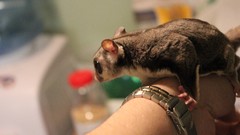 Animals flying watches big eyes squirrels Sugar Glider