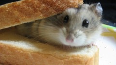 Animals food bread hamsters