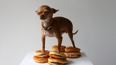 Animals food Dogs hamburgers
