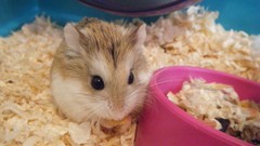 Animals food hamsters bedding