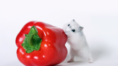 Animals food mice peppers