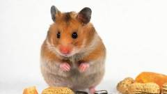 Animals food peanut hamsters