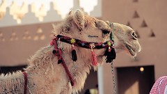 Animals fort Camels Arab deserts