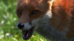 Animals foxes