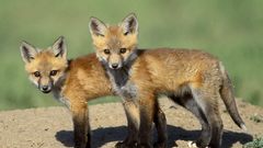 Animals foxes