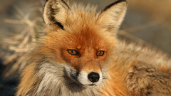 Animals foxes