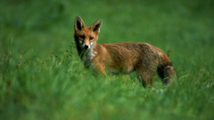 Animals foxes