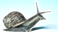 Animals Fractalius snails