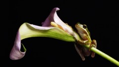 Animals frog amphibian Flowers Plants Simple Background